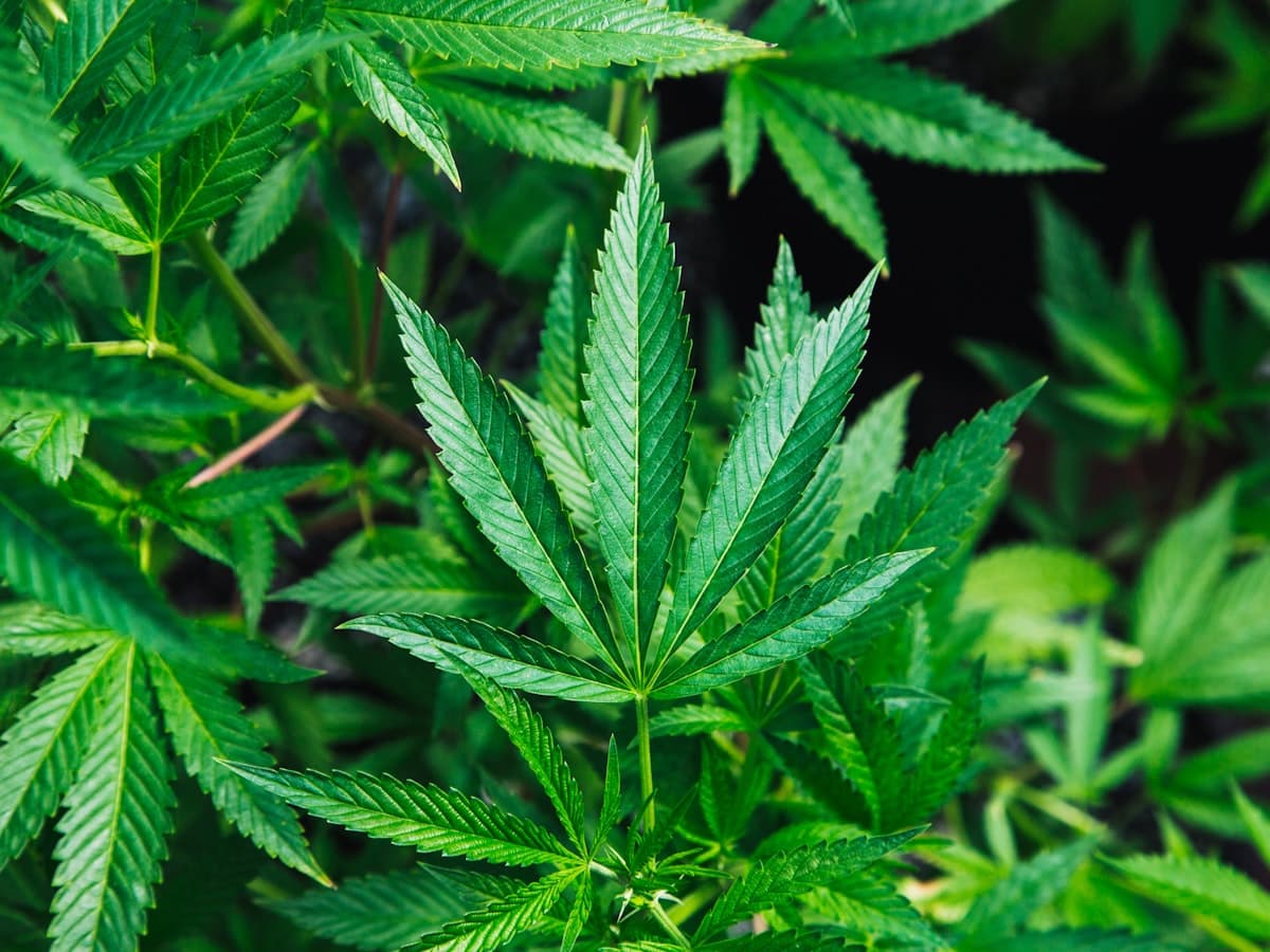 Cannabis flower close-up — specification-aligned batch