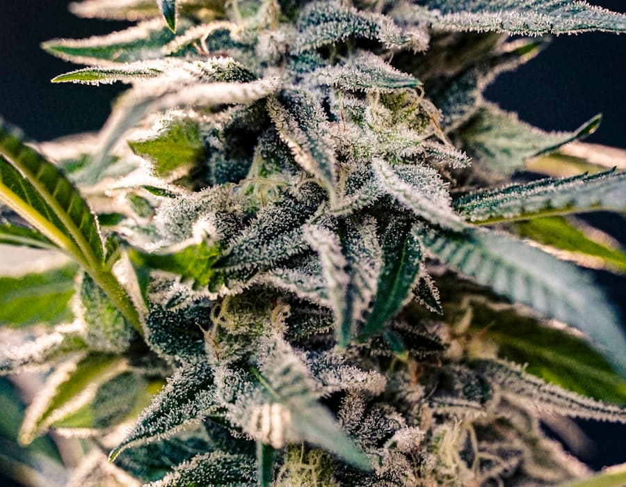 Blue Zushi — frosty trichomes close-up