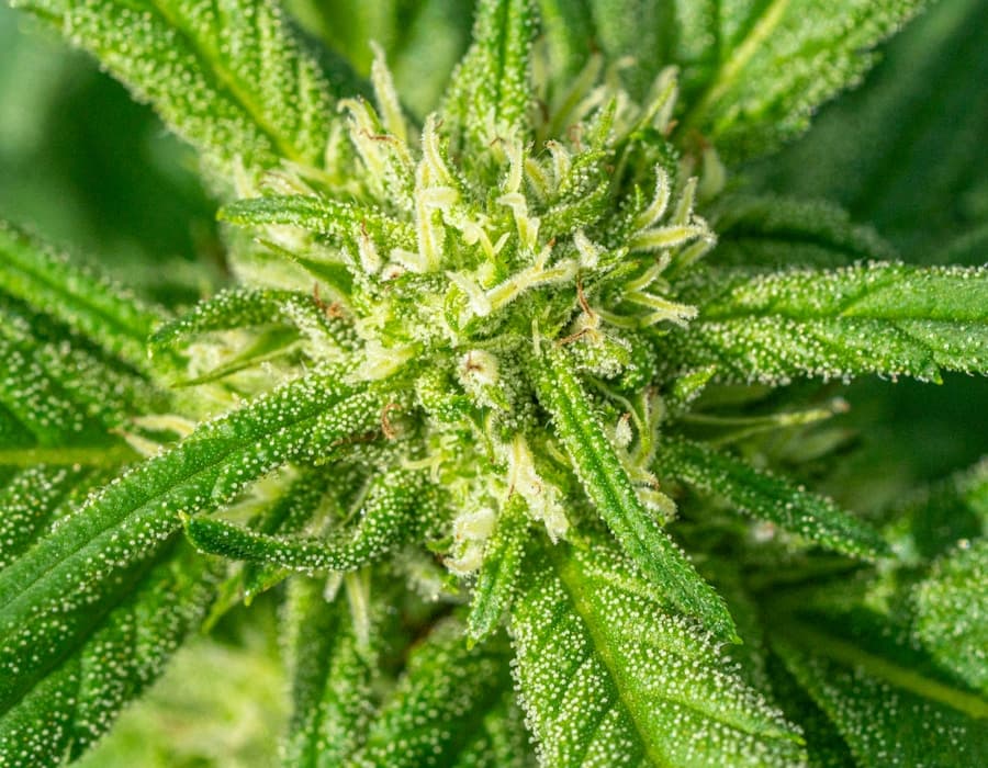 Blue Zushi — resin-rich trichomes in close-up